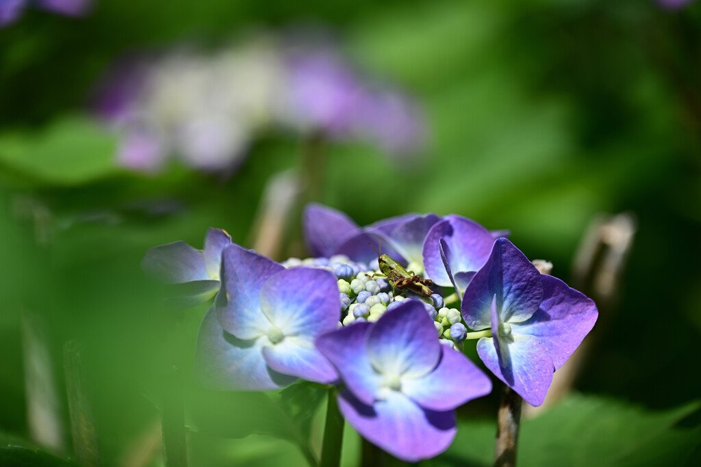 紫陽花