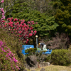 春の公園