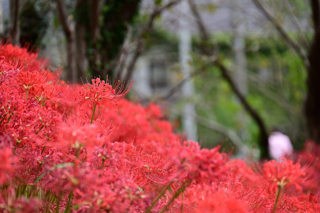 彼岸花