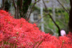 彼岸花