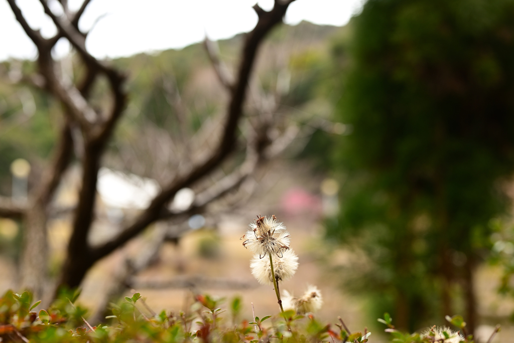 綿毛