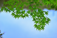 新緑