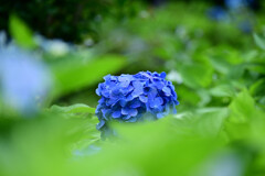 紫陽花