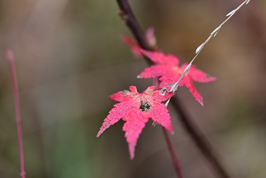 紅葉