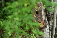 No.26