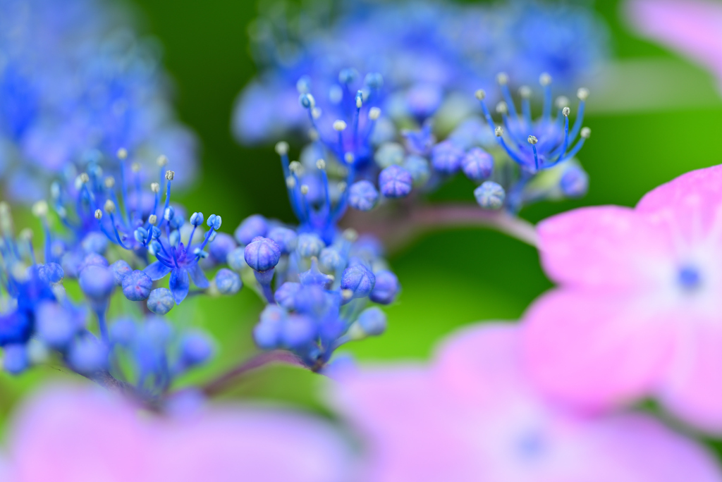 紫陽花