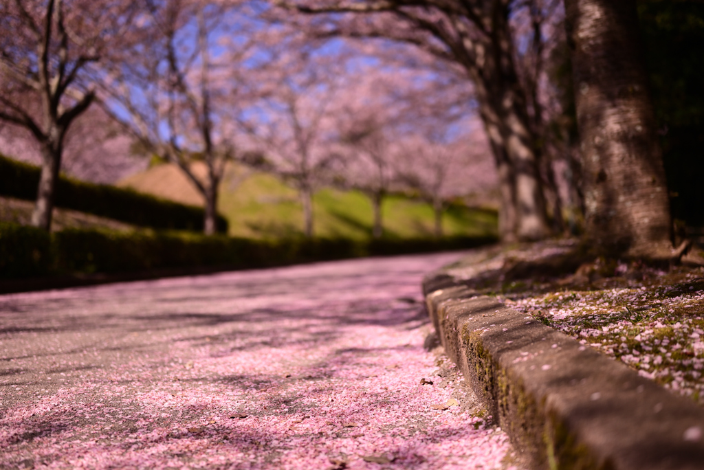 桜色