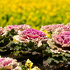 葉牡丹と菜の花