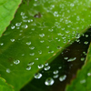 雨上がり