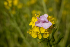 菜の花