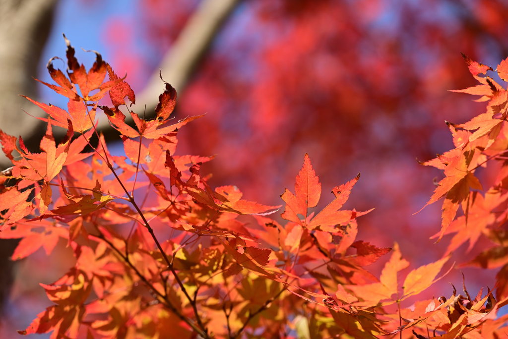 紅葉