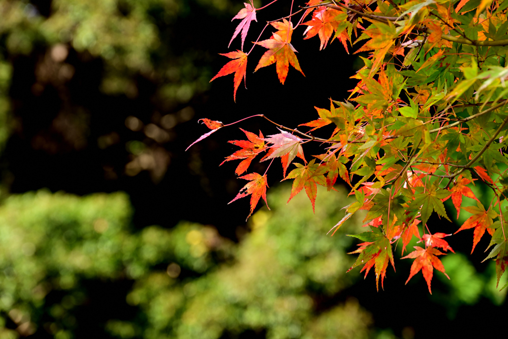 紅葉