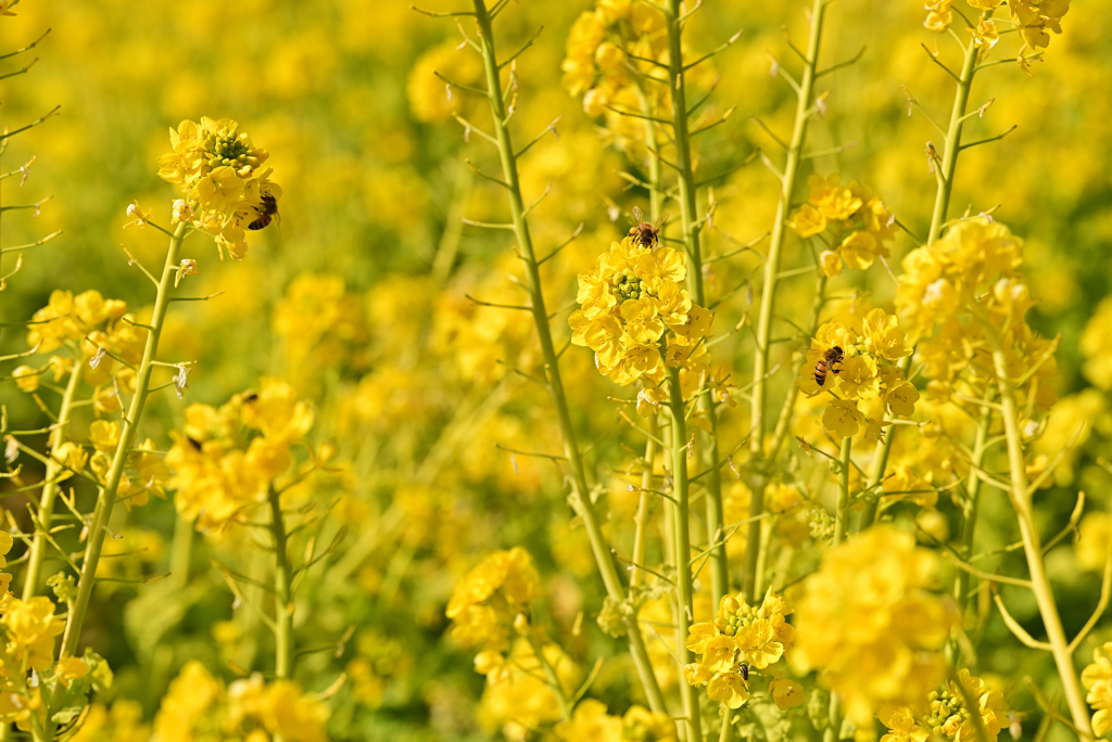 菜の花