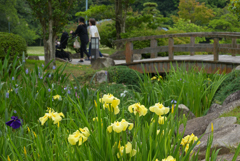 花菖蒲