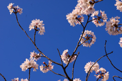 青い空と桜