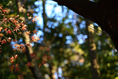 枯紅葉