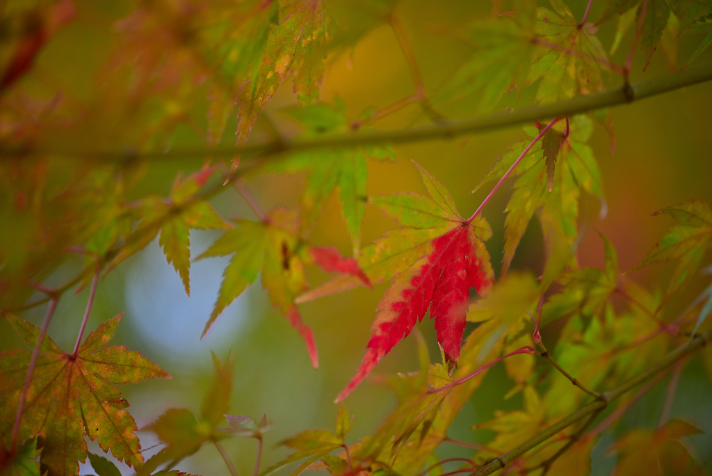 紅葉