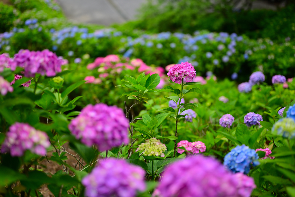 紫陽花