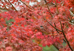 紅葉の中に