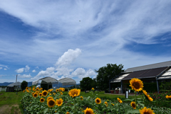 夏空
