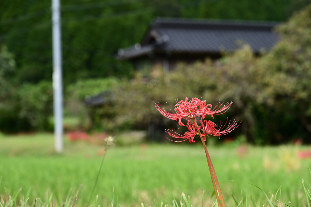 彼岸花