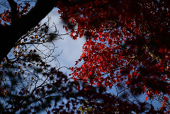 紅葉