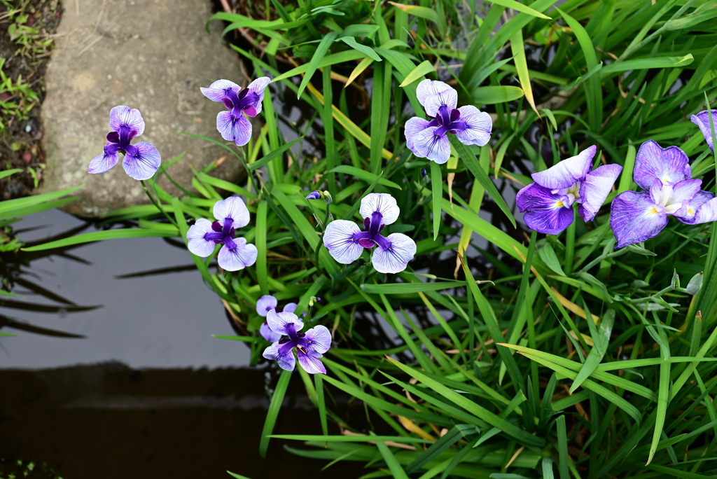 花菖蒲