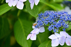 紫陽花