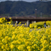 菜の花