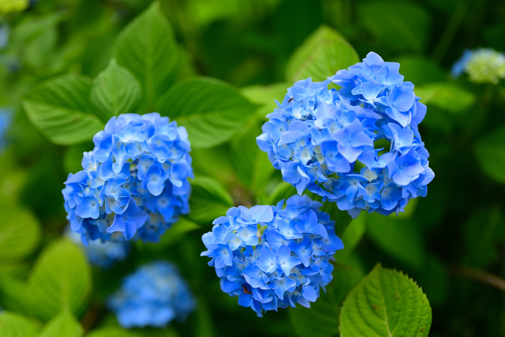 紫陽花１