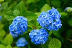 紫陽花１