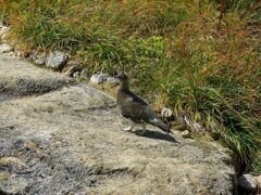 黒部の雷鳥