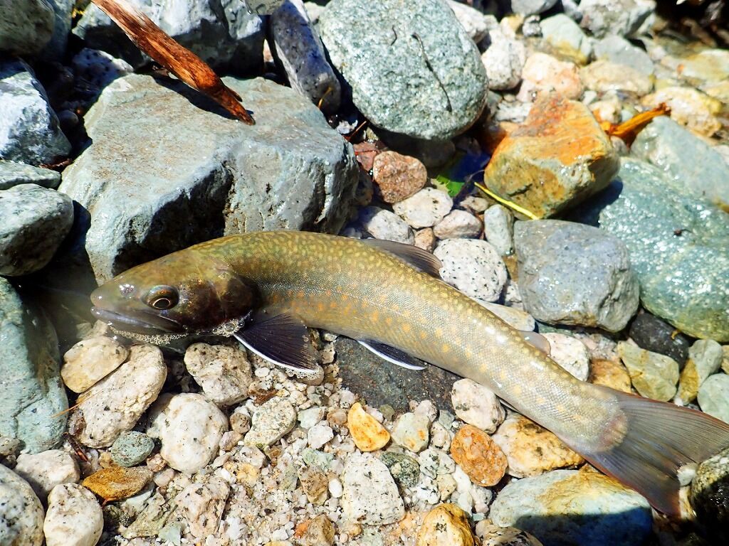 源流岩魚Ⅲ