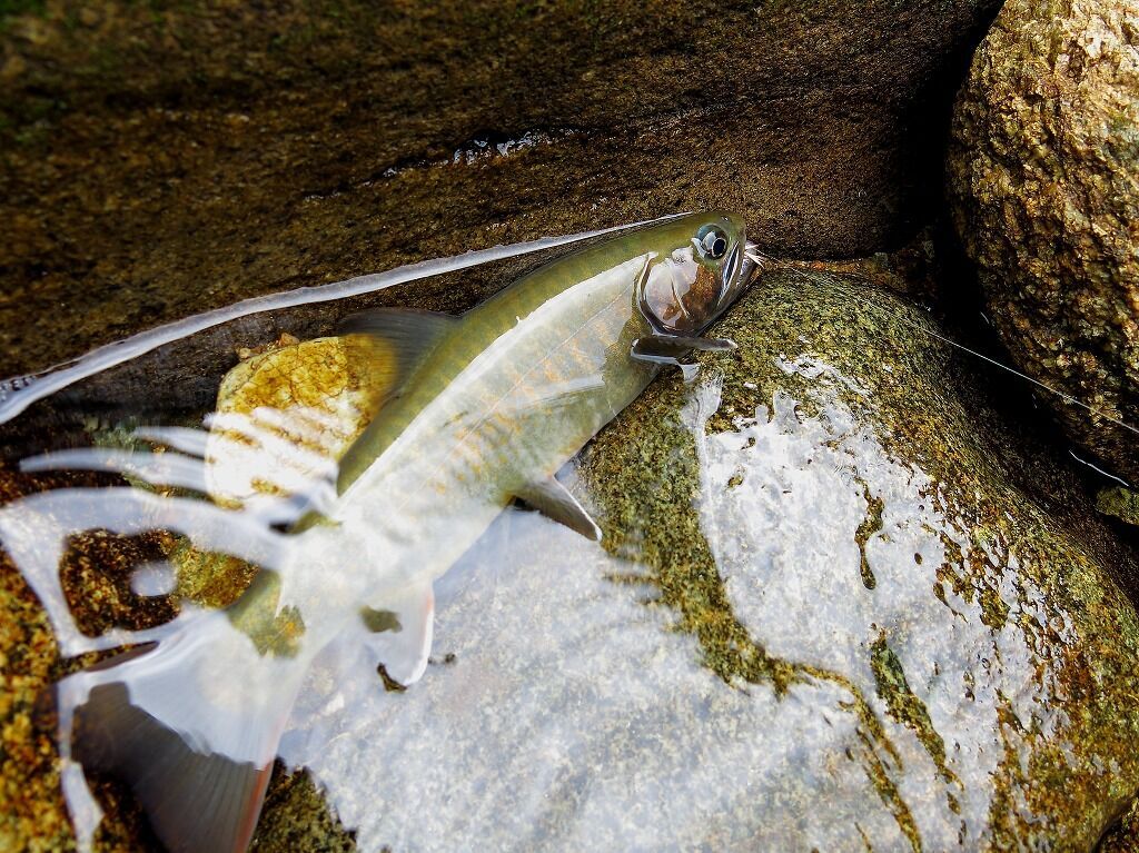 標高２５８０ｍに棲む源流岩魚