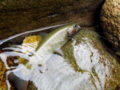標高２５８０ｍに棲む源流岩魚