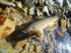 奥黒部岩魚