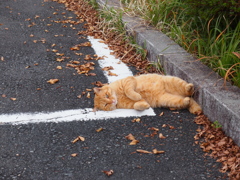 箱根の猫１
