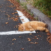 箱根の猫１