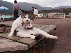 箱根の猫２