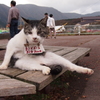 箱根の猫２