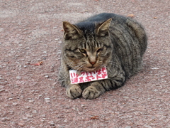 箱根の猫３