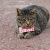 箱根の猫３