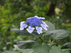 P7170092