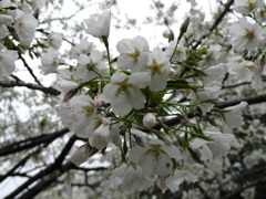 埼玉県新座市の桜