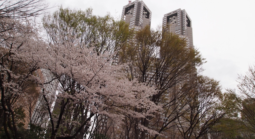 桜と都庁②