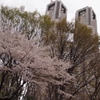 桜と都庁②