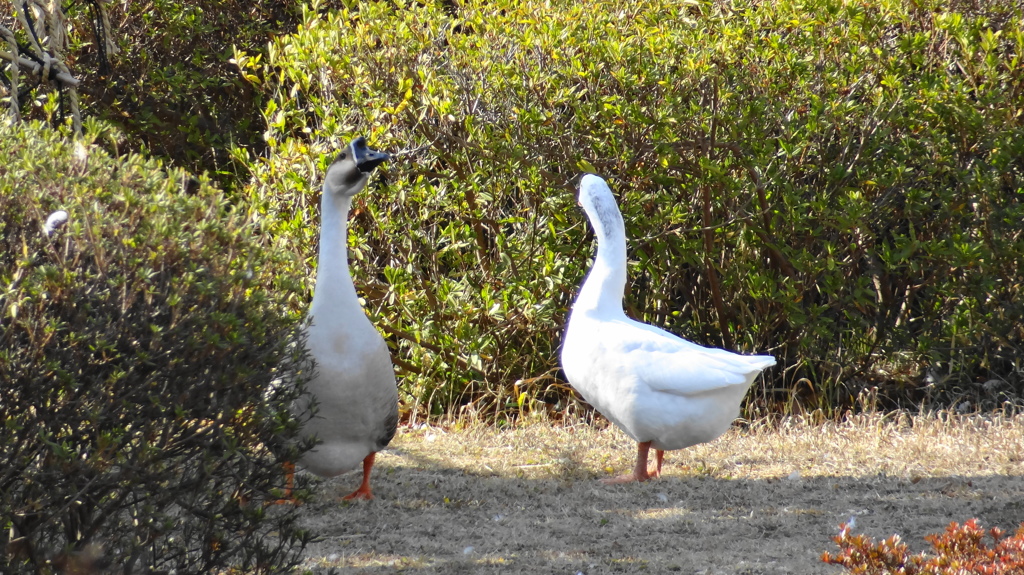 千葉公園④