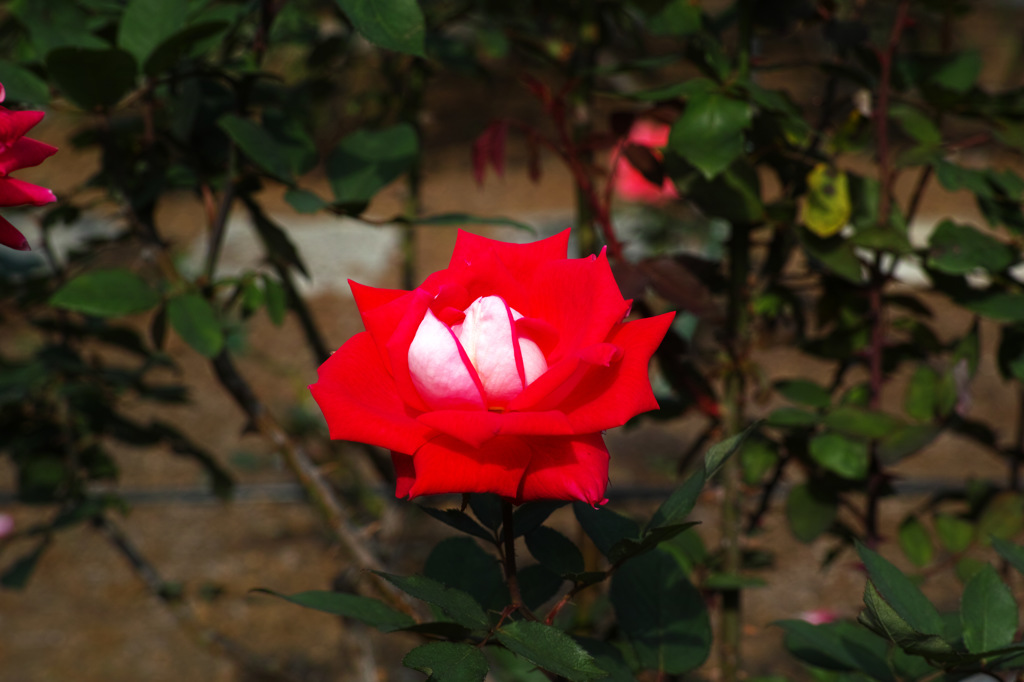 DP3M0486