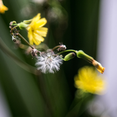 Voigtlander heliar 18cm f4.5