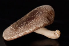 椎茸